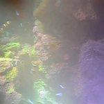 Sunshine Aquarium Anemone Fish Tank
