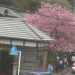 河津桜まつり